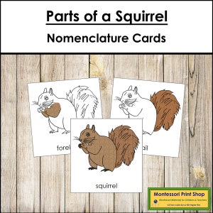 Tarjetas de 3 partes con la nomenclatura de las partes de una ardilla - Zoología - Materiales Montessori imprimibles - Descarga digital