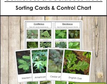 Tarjetas y tabla para clasificar tipos de árboles [coníferas y caducifolias] - Botánica Montessori (Descarga digital)