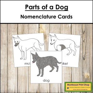 Tarjetas de 3 partes con la nomenclatura de las partes de un perro - Zoología Montessori - Materiales Montessori imprimibles - Descarga digital
