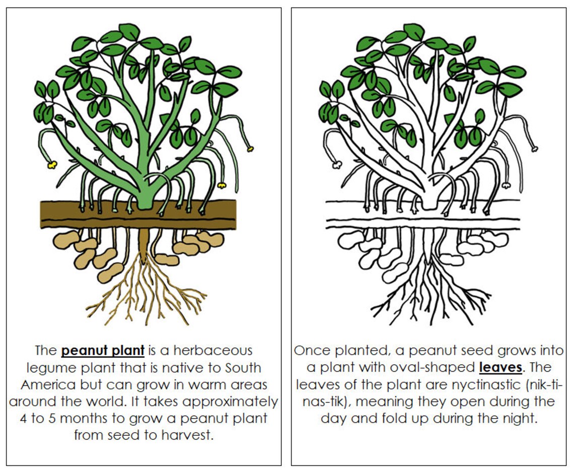 Parts of a Peanut Plant Nomenclature Book Botany Printable Etsy