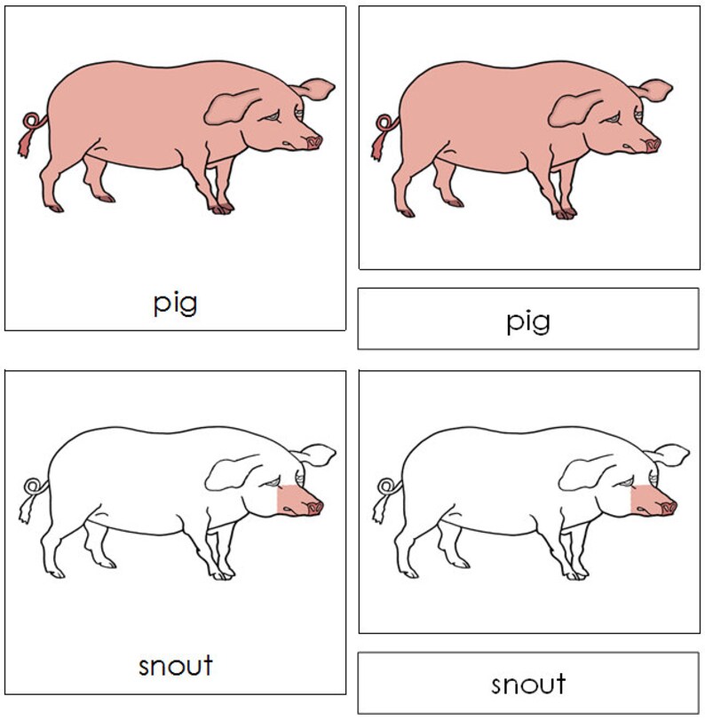 Parts Of A Pig Nomenclature 3 Part Cards Montessori Zoology Etsy France Parts Of A Pig Nomenclature 3 Part Cards Montessori Zoology Etsy France