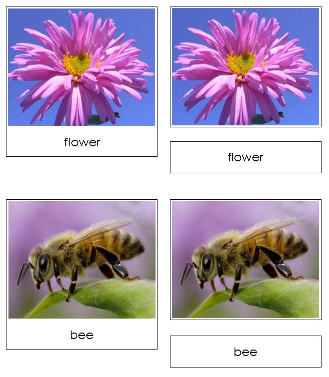 Food Chains Sorting Cards & Charts - Montessori Ecology Activity ...