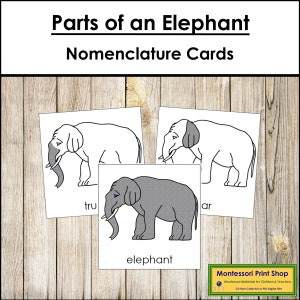 Tarjetas de 3 partes con la nomenclatura de las partes de un elefante - Zoología Montessori - Materiales Montessori imprimibles - Descarga digital