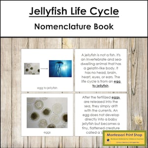 Il ciclo vitale delle meduse - Libro - Nomenclatura Montessori - Materiali Montessori stampabili - Download digitale