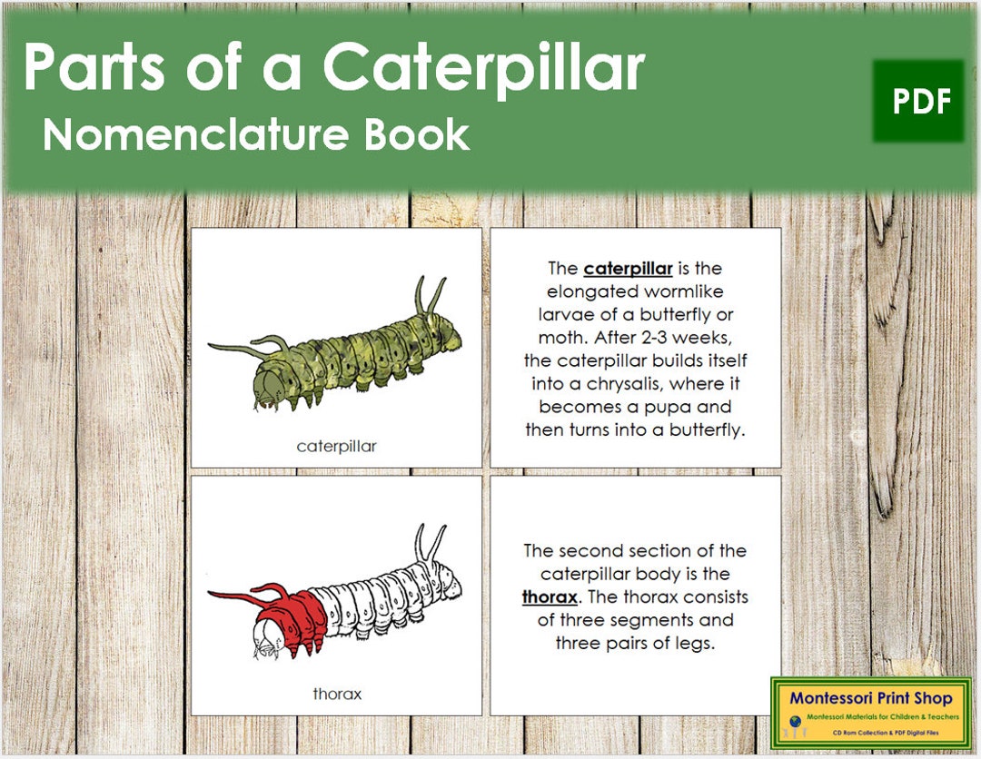 Parts of a Caterpillar Nomenclature Book RED Montessori Etsy