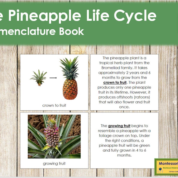 Pineapple Life Cycle Etsy Australia