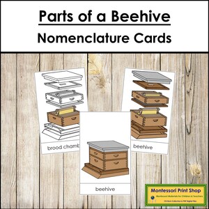 Parts of a Beehive Nomenclature 3-Part Cards - Printable Montessori Materials - Digital Download