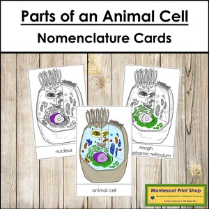 Tarjetas de nomenclatura de las partes de una célula animal - Ciencias - Materiales Montessori imprimibles - Descarga digital
