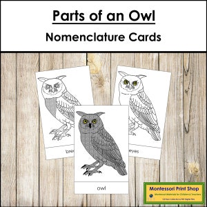 Parts of an Owl Nomenclature 3-Part Cards - Montessori Zoology - Printable Montessori Materials - Digital Download