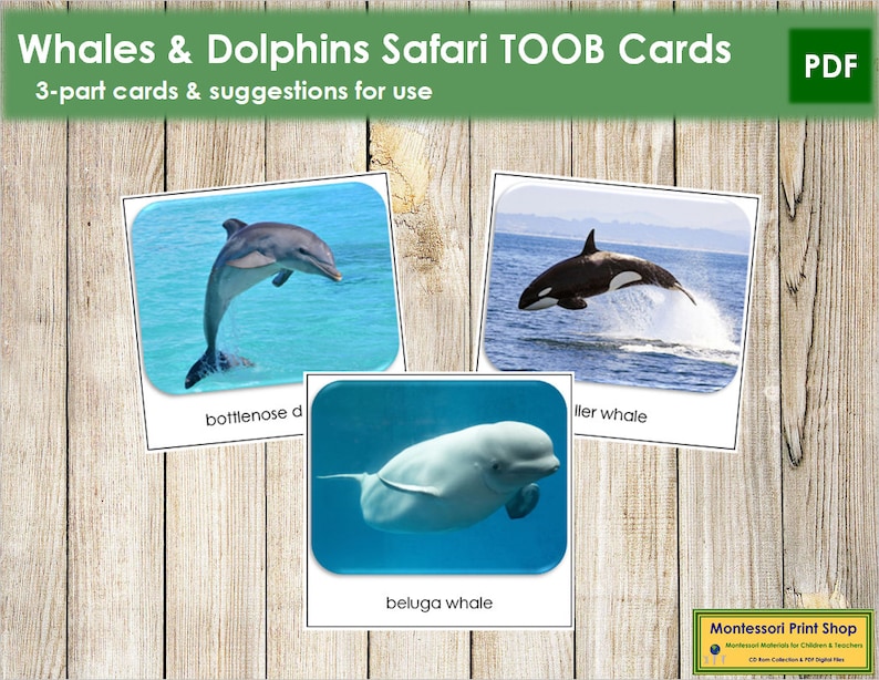 Printable Montessori Cards Digital Download Whales /& Dolphins Safari TOOB Cards