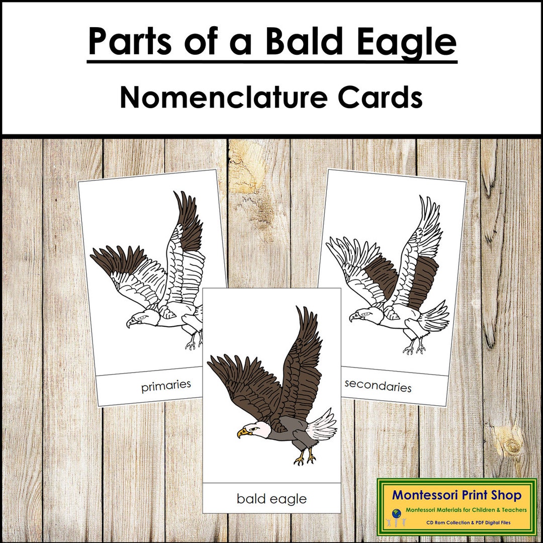 Parts of a Bald Eagle Nomenclature 3part Cards & Blackline Master