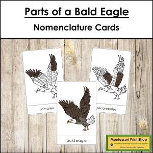 Tarjetas de 3 partes con la nomenclatura de las partes del águila calva - Zoología Montessori - Materiales Montessori imprimibles - Descarga digital