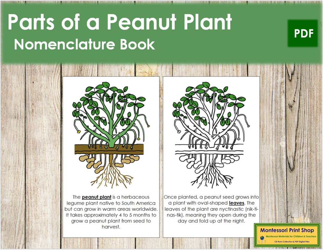 Parts of a Peanut Plant Nomenclature Book Botany Printable Etsy Ireland