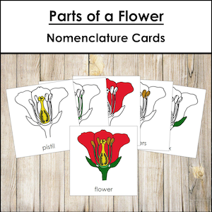 Parts of a Flower Nomenclature 3-Part Cards & Blackline Master - Montessori Botany (Digital Download)