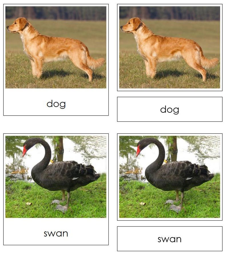 Animals and Their Skeletons Matching Cards - Montessori Zoology ...