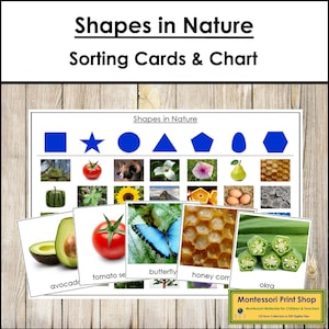 Shapes In Nature-sorteerkaarten en -grafiek - Montessori-geometrie (digitale download)