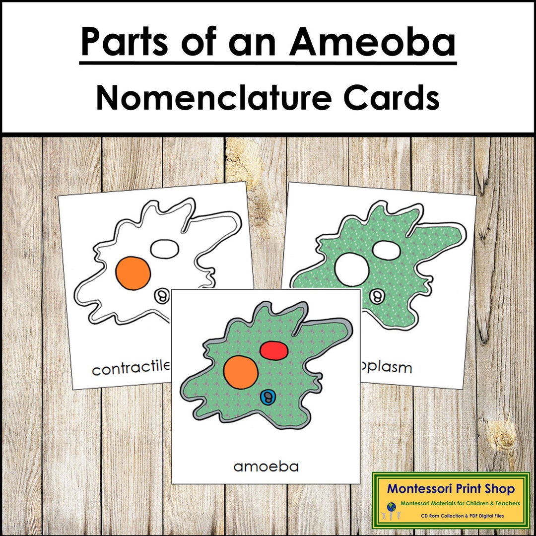 Parts of an Amoeba Nomenclature 3-part Cards - Science - Printable ...