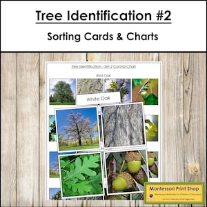 Tree Identification Sorting Cards & Control Chart (Set 2) - Montessori Botany - Printable Montessori Cards - Digital Download