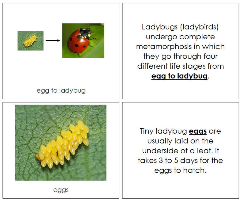 The Ladybug Life Cycle Nomenclature Book - Montessori Zoology (digital ...