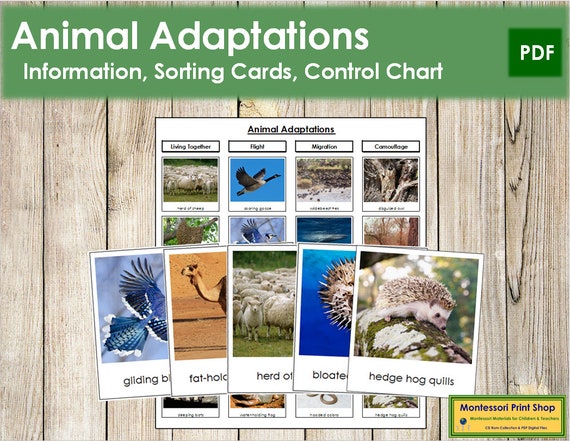 Buy Animal Adaptations Sorting Cards & Control Chart Science Online in India - Etsy Buy Animal Adaptations Sorting Cards & Control Chart Science Online in India - Etsy