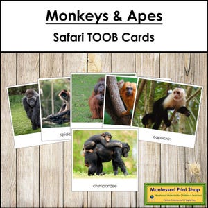 Monkeys & Apes Safari TOOB Cards - Montessori 3-Part Cards (Digital Download)