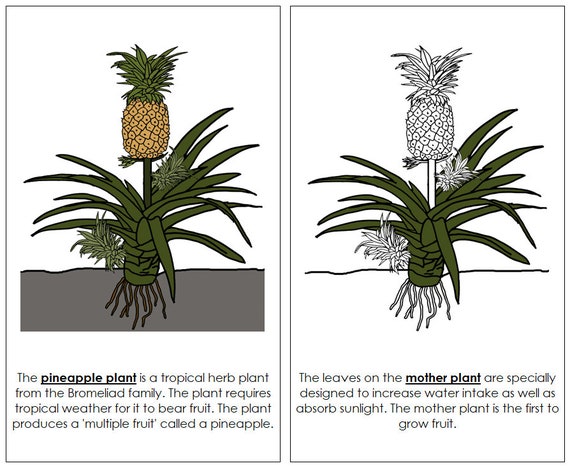 Parts of a Pineapple Plant Nomenclature Book - Montessori Botany (digital  Download) - Etsy