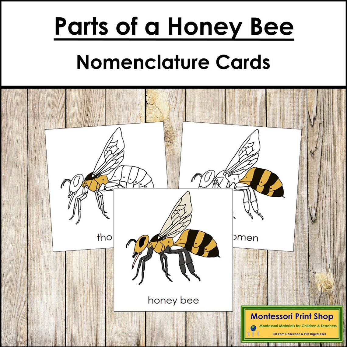 Parts of a Honey Bee Nomenclature 3-part Cards Montessori - Etsy