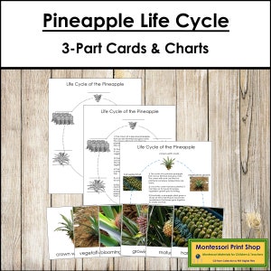 The Pineapple Life Cycle 3-Part Cards & Charts - Montessori Nomenclature - Printable Montessori Materials - Digital Download