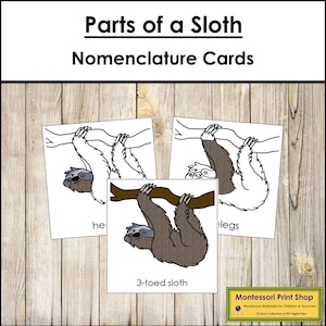 Parts of a Sloth Nomenclature 3-Part Cards - Zoology - Printable Montessori Materials - Digital Download