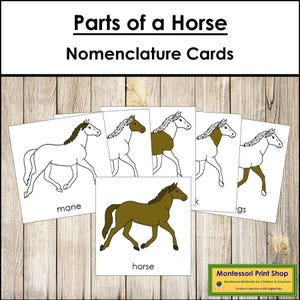 Nomenclatura de las partes de un caballo: Tarjetas de 3 partes y plantilla para fotocopiar - Zoología Montessori (Descarga digital)