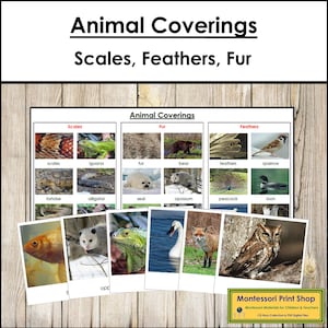 Montessori Animal Coverings Sorting Cards & Chart [Scales, Feathers and Fur] - (Digital Download)