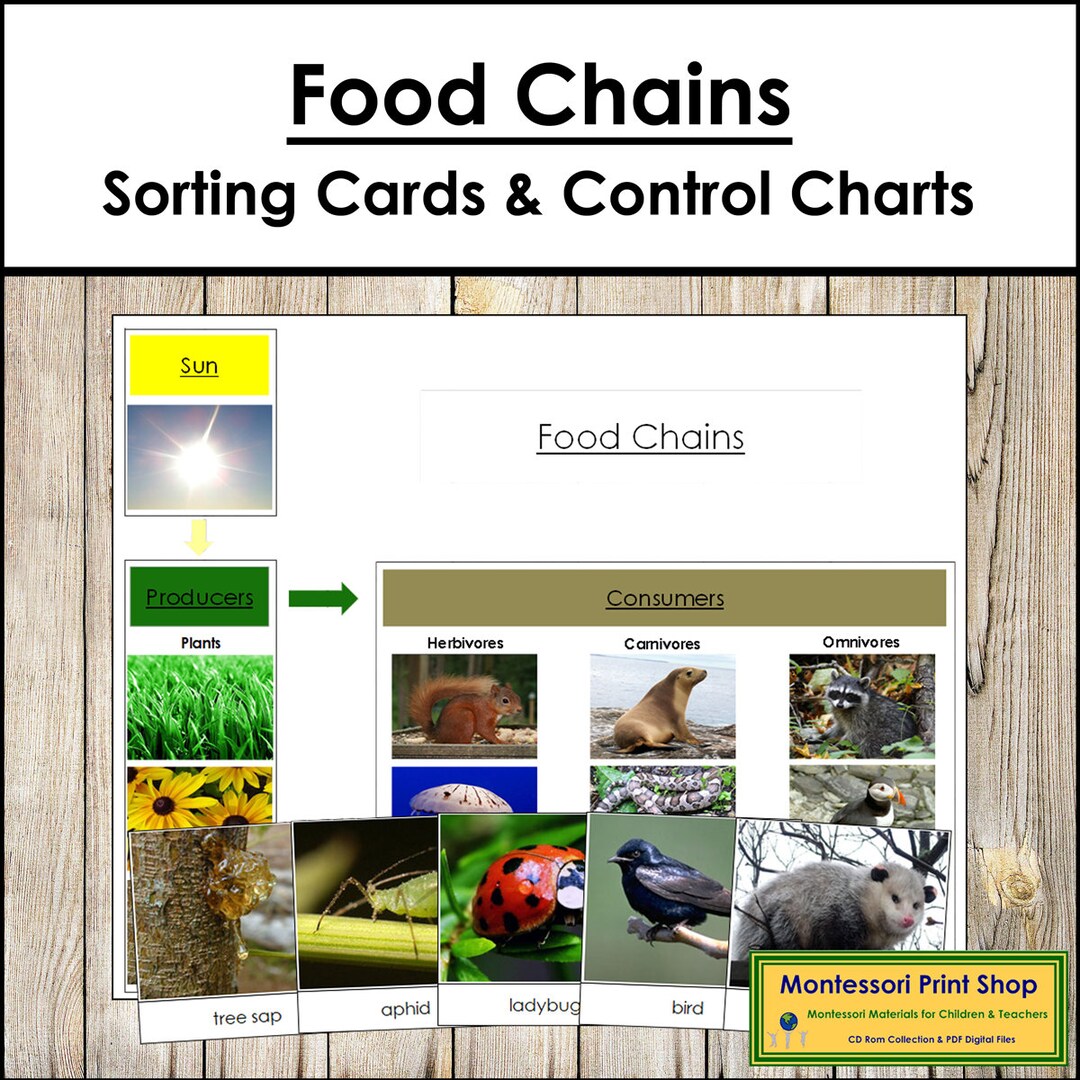 Food Chain Cards &amp; Charts - Printable Montessori Science Cards ...