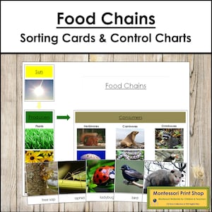Tarjetas y gráficos de la cadena alimentaria - Tarjetas de ciencias Montessori imprimibles - Descarga digital
