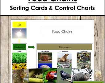Food Chains Sorting Cards & Charts - Montessori Ecology Activity (Digital Download)