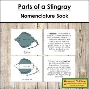 Partes de um livro de nomenclatura de arraias - Zoologia Montessori - Materiais Montessori para impressão - Download digital