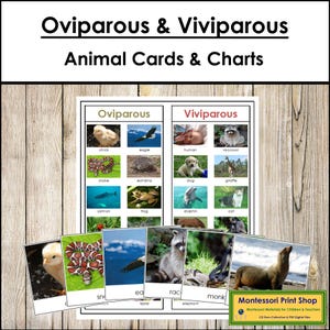 Schede e tabella di classificazione degli animali ovipari e vivipari - Attività di zoologia Montessori (download digitale)