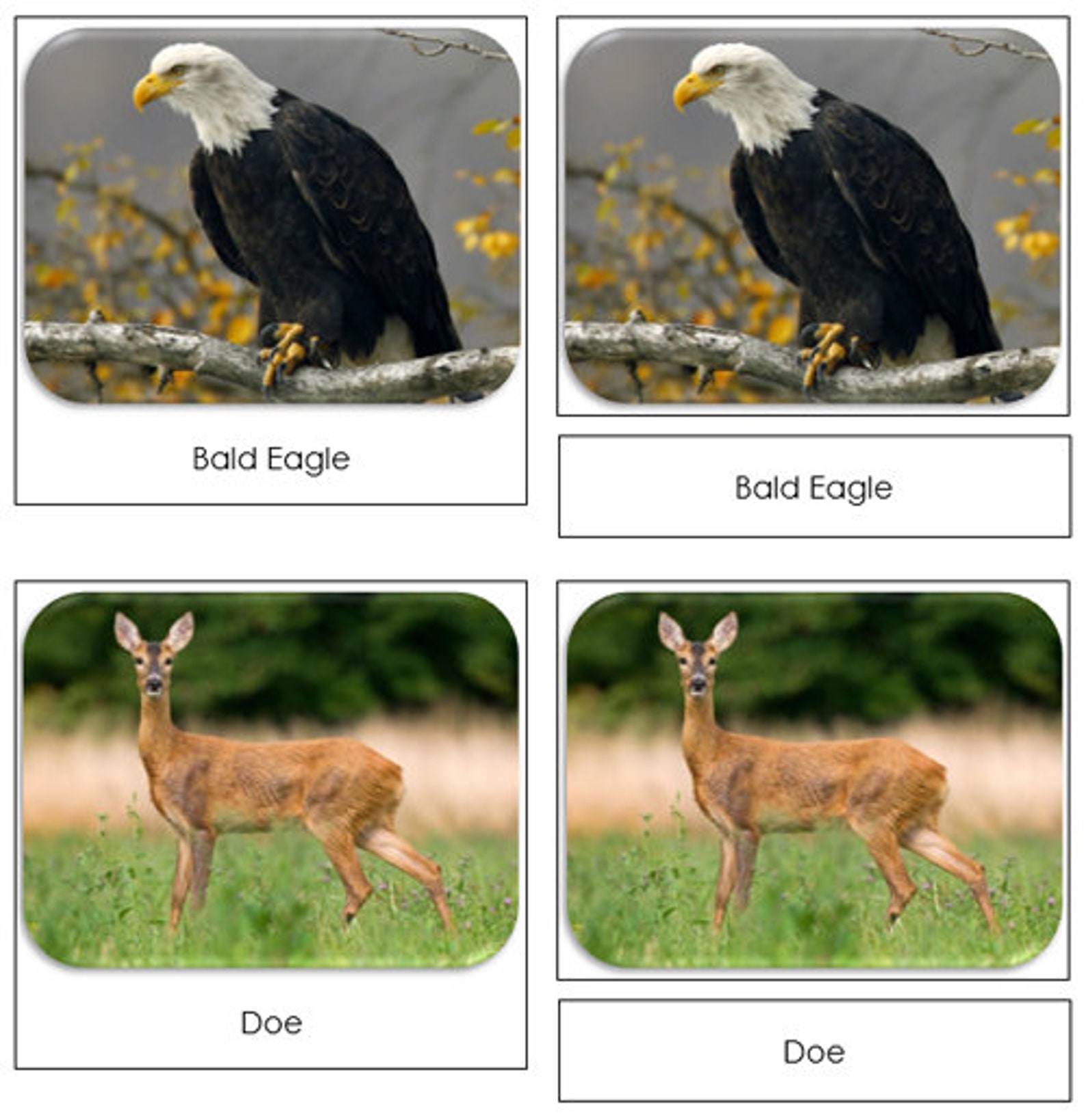 In the Woods Safari TOOB Cards - Printable Montessori Cards - Digital ...