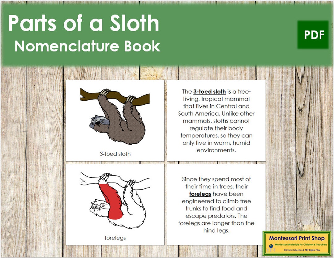 Parts of a Sloth Nomenclature Book RED Zoology Printable Etsy Hong Kong