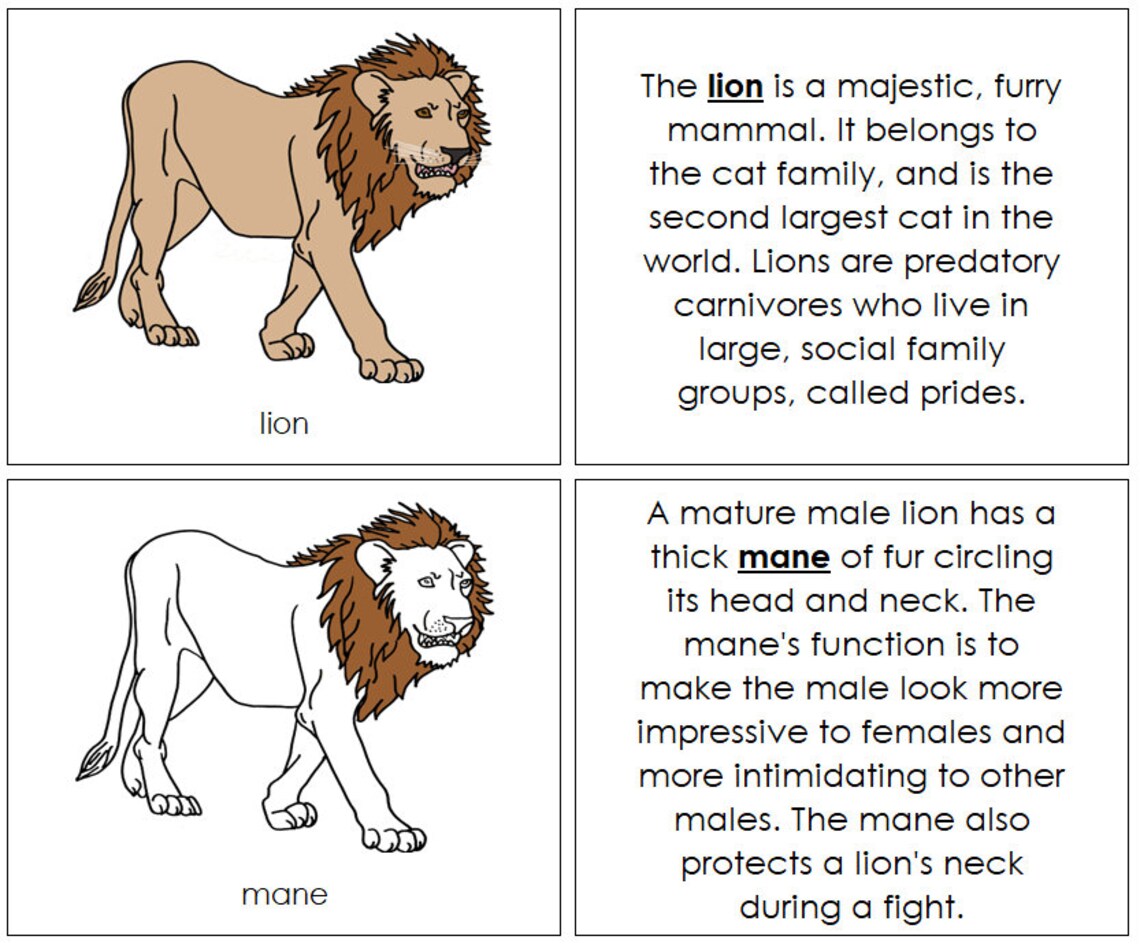Parts of a Lion Nomenclature Book Montessori Zoology Etsy