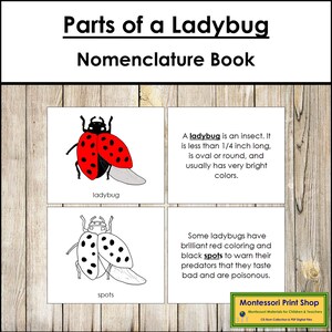 Parts of a Ladybug Nomenclature Book - Montessori Zoology - Printable Montessori Materials - Digital Download
