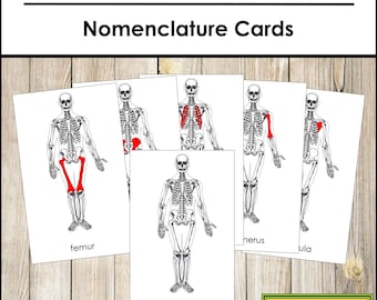 Nomenclatura de las partes del esqueleto humano: Tarjetas de 3 partes y plantilla de línea negra - Anatomía Montessori (Descarga digital)