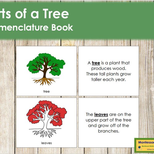 Parts of a Bean Seed Nomenclature Book Montessori Botany - Etsy