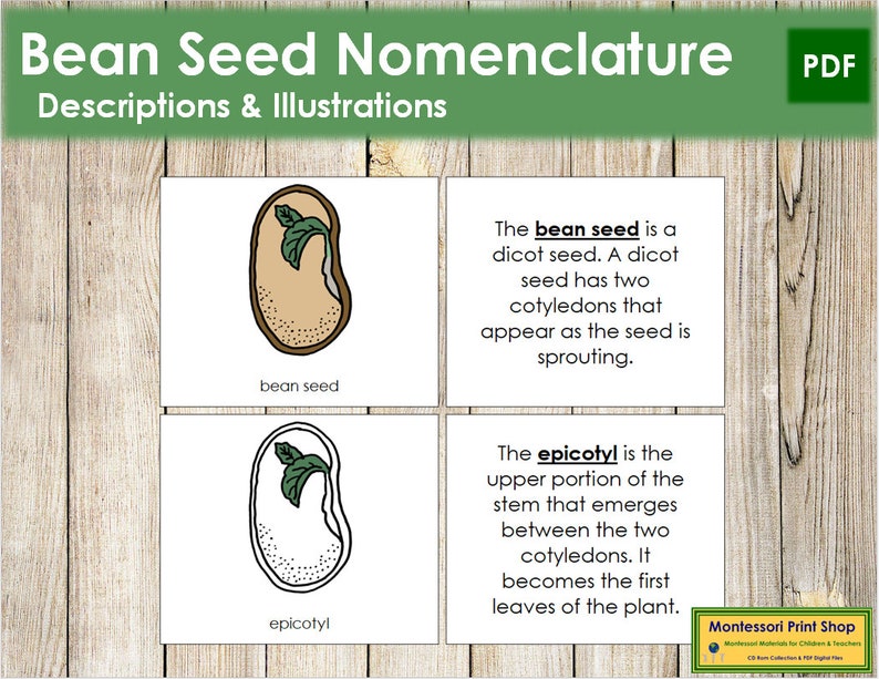 Parts of a Bean Seed Nomenclature Book Montessori Botany - Etsy