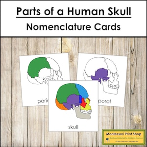 Tarjetas de 3 partes con la nomenclatura de las partes del cráneo - Ciencia - Materiales Montessori imprimibles - Descarga digital