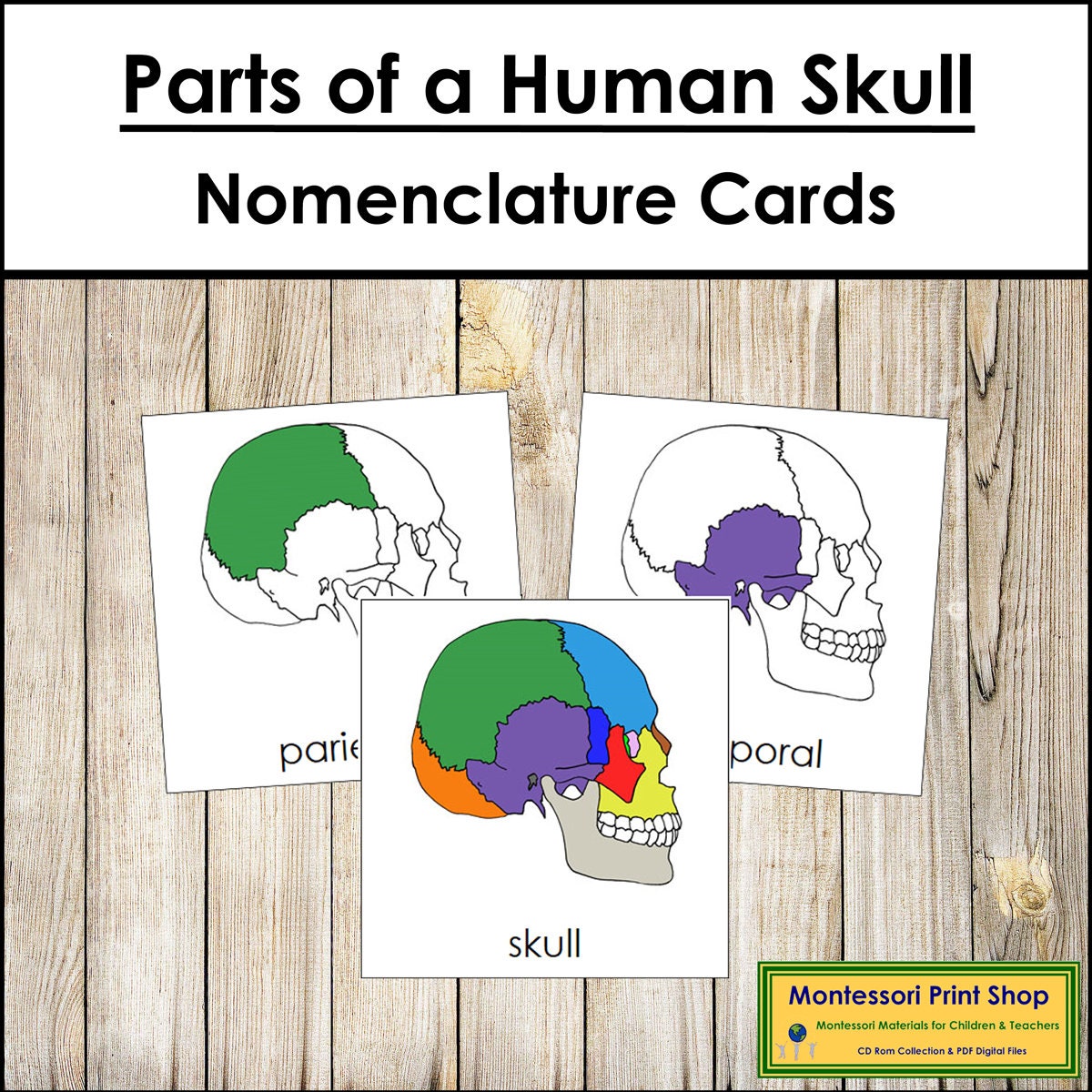 Parts of a Skull Nomenclature 3-part Cards & Blackline Master ...