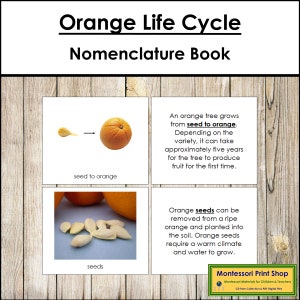 The Orange Life Cycle Book - Montessori Nomenclature - Printable Montessori Materials - Digital Download