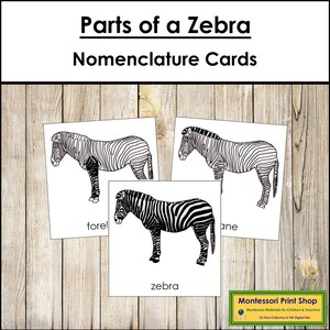 Parts of a Zebra Nomenclature 3-Part Cards - Zoology - Printable Montessori Materials - Digital Download