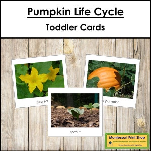 Schede del ciclo vitale della zucca - Materiali Montessori stampabili per bambini - Download digitale