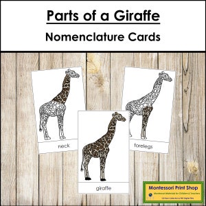 Tarjetas de 3 partes con la nomenclatura de las partes de una jirafa - Zoología Montessori - Materiales Montessori imprimibles - Descarga digital