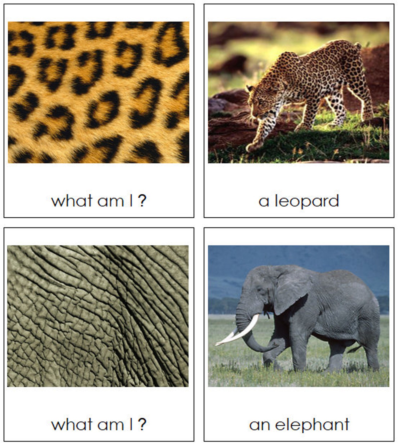 Animal Skin Matching Cards Zoology Printable Montessori Etsy